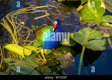 Purple Gallinule sur nénuphars dans le parc national des Everglades, Florida, USA Banque D'Images