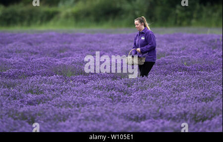 Après les fortes pluies et les températures chaudes c'est un blaze de violet comme Kerry Ballinger vérifie la qualité des fleurs de lavande lavande à Norfolk, Heacham, Norfolk le 27 juin 2019 Crédit : Paul Marriott/Alamy Live News Banque D'Images