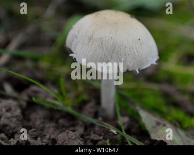 Brittlestem pâle, Psathyrella candolleana champignons Banque D'Images