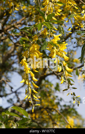 Fleurs jaunes de laburnum Alpine dans un jardin au printemps Banque D'Images