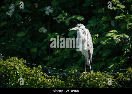 Un héron cendré (Ardea cinerea) debout sur une clôture (Vienne, Autriche) Banque D'Images