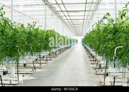 Belles grandes émissions lumineuses. Un grand nombre de semis de tomate. Célébrer la Journée de la terre. Soins écologique des plantes. Plantation de Tomate verte Banque D'Images