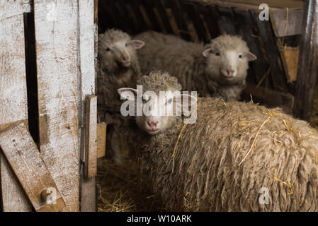 Moutons dans le village. Moutons dans une cabane en bois à côté de foin. Portrait de Village Banque D'Images