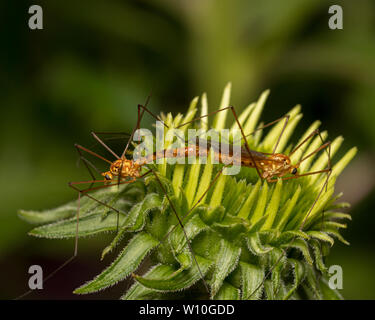 L'accouplement des mouches de la grue sur un livre vert à fleurs sauvages une nature préservée Banque D'Images