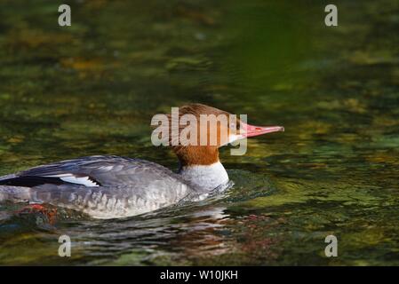 Soleil illumine le plumage d'un grand harle comme elle nage en amont sur la rivière Goldstream dans l'hiver, l'île de Vancouver, Colombie-Britannique. Banque D'Images