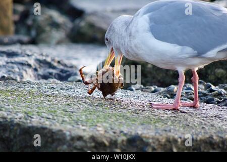 Seagull ébranle la c'est du crabe pour démembrer son repas tout en se tenant sur un rocher plat sur la côte, l'île de Vancouver, Colombie-Britannique. Banque D'Images