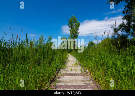 Passerelle en bois au bord du lac. Richard Bong, zone de loisirs de l'État Kansasville, Wisconsin Banque D'Images