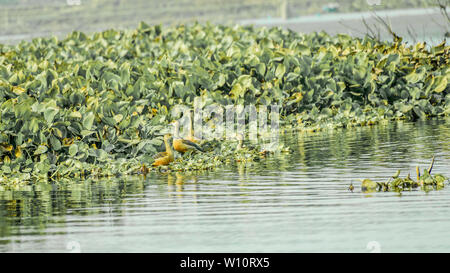 Troupeau de gros plan canard bec d'oiseaux aquatiques (Anatidés famille), un poulet taille d repéré dans la collecte de denrées alimentaires dans le domaine du lac avec la floraison Banque D'Images