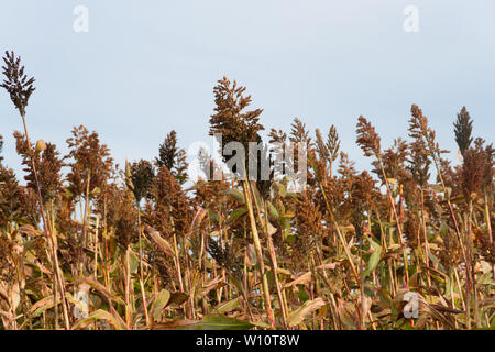 Plantation de sorgho dans les contreforts des montagnes Banque D'Images