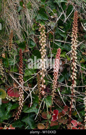 Wall ombelle, Navelwort, Crassulaceae, ombilic rupestris, Banque D'Images