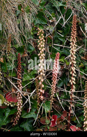 Wall ombelle, Navelwort, Crassulaceae, ombilic rupestris, Banque D'Images