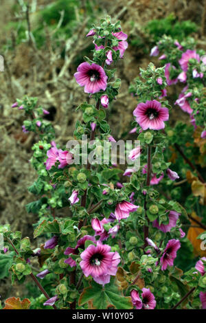 Mauve, arbre en fleurs. La fleur sauvage. Mauve. Lavatera arborea, Banque D'Images