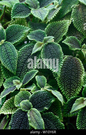 Pilea involucrata, la vallée de la lune. La plante de l'amitié. Banque D'Images