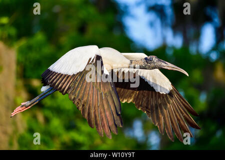 Cigogne en bois à la première lumière de survol. Banque D'Images