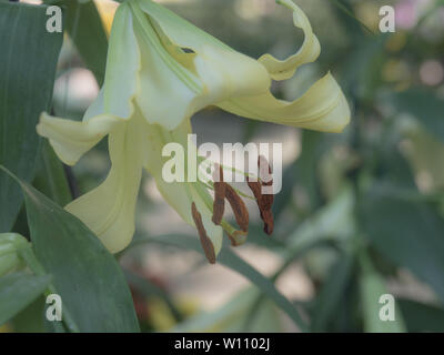 Lily en jaune pâle, ajusté pour le jardin vintage la nuance de couleur. Banque D'Images