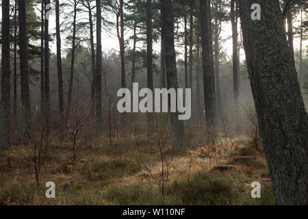 Brumiser à travers les arbres de la forêt de Tentsmuir, Fife, Écosse. Banque D'Images