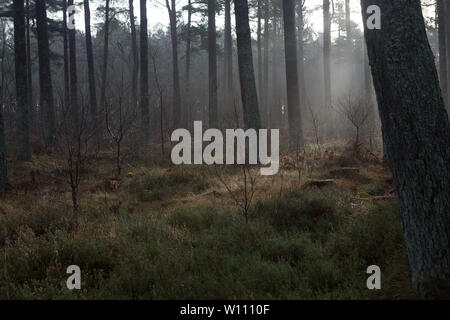 Brumiser à travers les arbres de la forêt de Tentsmuir, Fife, Écosse. Banque D'Images