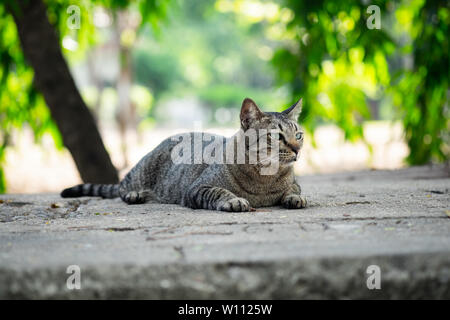 Cute cat assis sur le sol en béton dans le jardin parc public. Banque D'Images
