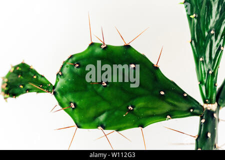 Cactus vert avec de longues épines sur white wall background Banque D'Images