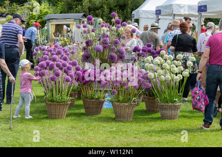 Pépinière Allium sur un stand à Harlow Carr RHS Flower show. Harrogate, England Banque D'Images