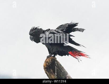 Gaines de mâle, rouge-queue cacatoès noir (Calyptorhynchus banksii) perché sur une souche d'arbre au parc d'attractions et parc animalier Birdworld, Kuranda, près de Cairns, Far North Queensland, Banque D'Images