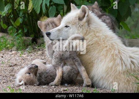 Loup arctique pup le collage avec un membre de la meute Banque D'Images