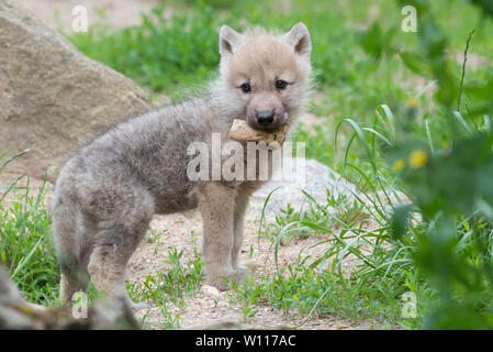 Loup arctique pup Banque D'Images