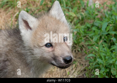 Loup arctique pup Banque D'Images