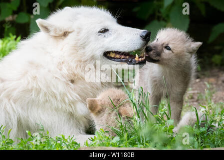 Loup arctique pup le collage avec un membre de la meute Banque D'Images