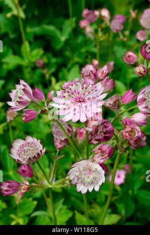 Masterwort Astrantia Buckland fleurs vieux rose avec des bractées blanc argent Banque D'Images