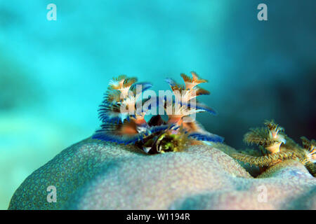 Multi-couleur ver Arbre de Noël (Spirobranchus giganteus) sur un corail. Flores, Indonésie Banque D'Images