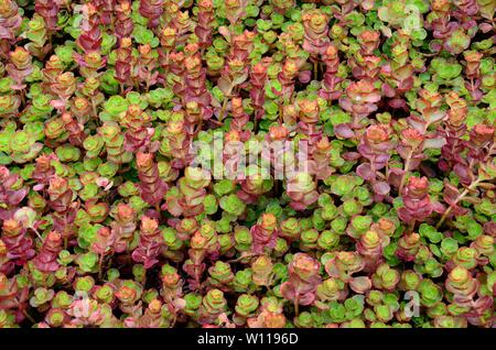 Sedum spurium orpin fleurs sang dragons Banque D'Images