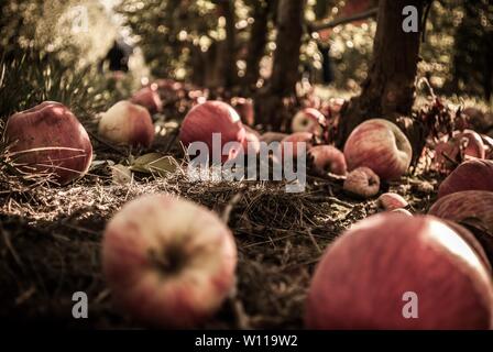 Belle photo de gros plan de pommes tombées dans une forêt sauvage Banque D'Images