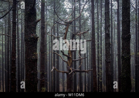 Vue d'un arbre très différente des autres qui l'entourent. L'arbre a beaucoup de branches tordues et le reste sont des arbres. Brumeux et humide Banque D'Images