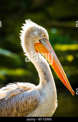 Libre d'un pélican frisé Pelecanus crispus Banque D'Images