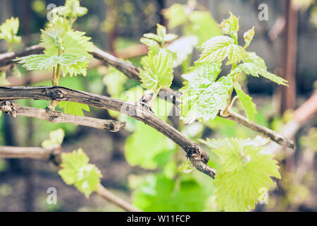 Les jeunes pousses de raisins sur la vigne au printemps Banque D'Images