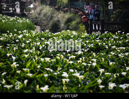 (190629) -- BEIJING, 29 juin 2019 (Xinhua) -- Les touristes de profiter du paysage de Yangming Mountain Park à Taipei, Taiwan, du sud-est de la Chine, le 27 février 2019. Taiwan est une île au large de la côte sud-est de la Chine continentale. Il y a abondance de ressources écologiques et de nombreux sites pittoresques, y compris l'Ali Mountain, une célèbre station de montagne et la réserve naturelle, le Sun Moon Lake, le plus grand lac d'eau douce sur l'île, Kenting, entourée d'eau sur trois côtés, à l'extrémité sud fin de Taiwan, le géoparc de Yehliu, célèbre pour son paysage de l'érosion de la mer sur la côte nord de Taïwan, et le réseau local Banque D'Images