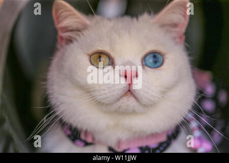 London UK 29 juin -2019 kitty Starin Supermodel supermodel un chat avec des yeux est apparu dans les goûts de la revue Vogue et dans les campagnes de publicité pour le créateur de mode Stella McCartney et grandes marques comme Hendricks's Gin. La féline appelée Starina Esperanza Silvaz avec David Bowie yeux - un vert et un œil bleu - provoque des remous partout où elle goesIn vrai style supermodel Starina est repéré dans la rue par une célèbre agence de mannequins animaux- PetLondon Modèles. Crédit : Paul/Quezada-Neiman Alamy Live News Banque D'Images