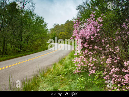 Azalées fleurir le long de la Blue Ridge Parkway South de Asheville, Caroline du Nord. Banque D'Images