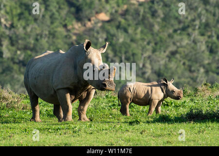 Rhinocéros blanc et son veau, Ceratotherium simum, Kariega Game Reserve, Afrique du Sud Banque D'Images