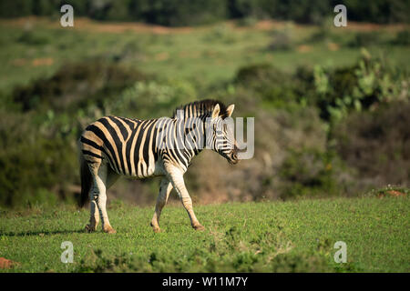 Zèbres de Burchell, Equus burchellii, Kariega Game Reserve, Afrique du Sud Banque D'Images