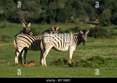 Zèbres de Burchell, Equus burchellii, Kariega Game Reserve, Afrique du Sud Banque D'Images