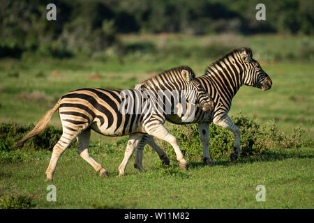 Zèbres de Burchell, Equus burchellii, Kariega Game Reserve, Afrique du Sud Banque D'Images