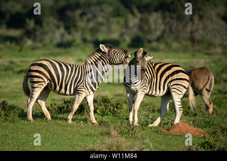 Les zèbres de Burchell Equus burchellii, combats, Kariega Game Reserve, Afrique du Sud Banque D'Images