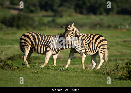 Les zèbres de Burchell Equus burchellii, combats, Kariega Game Reserve, Afrique du Sud Banque D'Images