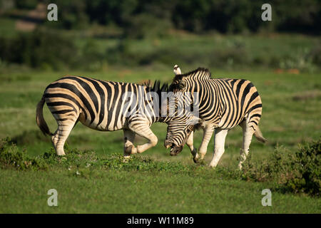 Les zèbres de Burchell Equus burchellii, combats, Kariega Game Reserve, Afrique du Sud Banque D'Images