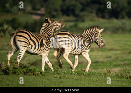 Les zèbres de Burchell Equus burchellii, combats, Kariega Game Reserve, Afrique du Sud Banque D'Images