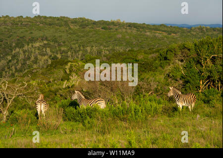 Troupeau de zèbres de Burchell, Equus burchellii, Kariega Game Reserve, Afrique du Sud Banque D'Images