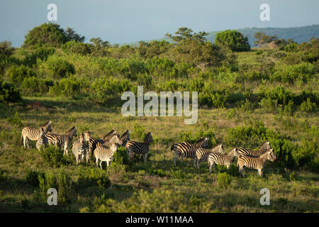 Troupeau de zèbres de Burchell, Equus burchellii, Kariega Game Reserve, Afrique du Sud Banque D'Images