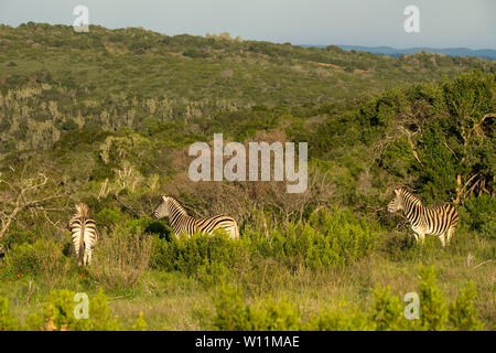 Troupeau de zèbres de Burchell, Equus burchellii, Kariega Game Reserve, Afrique du Sud Banque D'Images